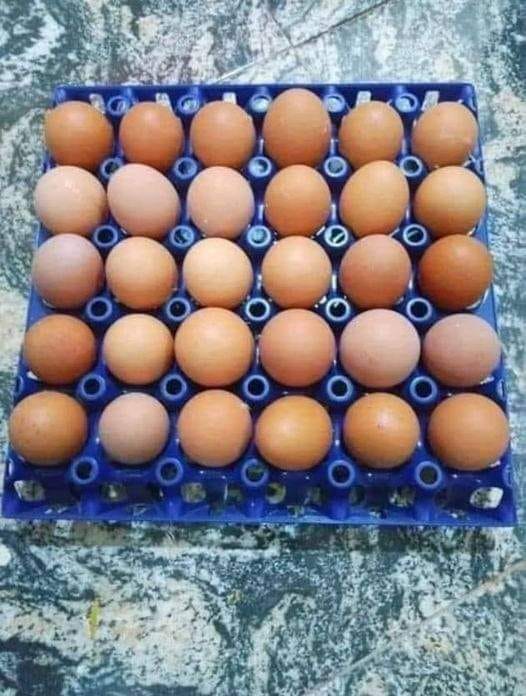 Set of eggs